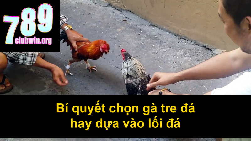 Bí quyết chọn gà tre đá hay dựa vào lối đá
