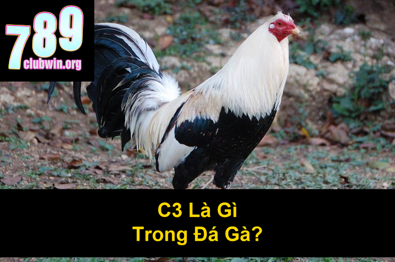 Gà Sinh Đôi Đá C3: Trận Đấu Kịch Tính Và Những Điều Cần Biết 3 C3 Là Gì Trong Đá Gà