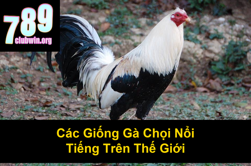 Các Giống Gà Chọi Trên Thế Giới: Khám Phá Những Chiến Kê Huyền Thoại 3 Các Giống Gà Chọi Nổi Tiếng Trên Thế Giới