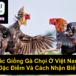 Các Giống Gà Chọi Ở Việt Nam Đặc Điểm Và Cách Nhận Biết