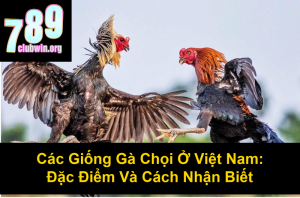 Cách Xem Màu Mạng Gà Đá Cựa Sắt Chuẩn Xác Nhất 2024