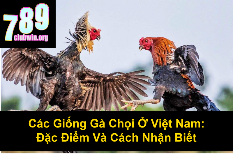 Các Giống Gà Chọi Ở Việt Nam Đặc Điểm Và Cách Nhận Biết