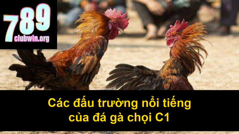 Đá Gà Chọi C1 – Thưởng Thức Trực Tiếp Đá Gà Đỉnh Cao 4 Các đấu trường nổi tiếng của đá gà chọi C1