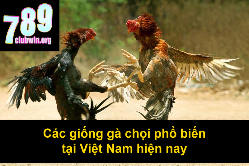 Các Giống Gà Chọi Ở Việt Nam: Đặc Điểm Và Cách Nhận Biết 2 Các giống gà chọi phổ biến tại Việt Nam hiện nay