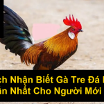 Cách Nhận Biết Gà Tre Đá Hay Chuẩn Nhất Cho Người Mới Chơi