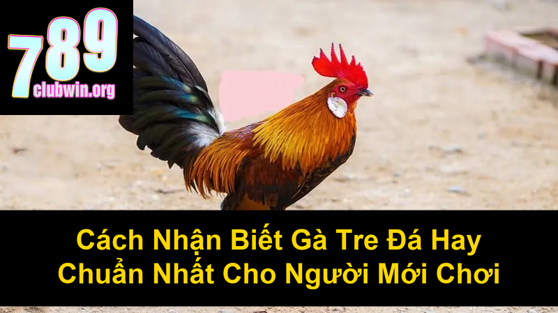 Cách Nhận Biết Gà Tre Đá Hay Chuẩn Nhất Cho Người Mới Chơi