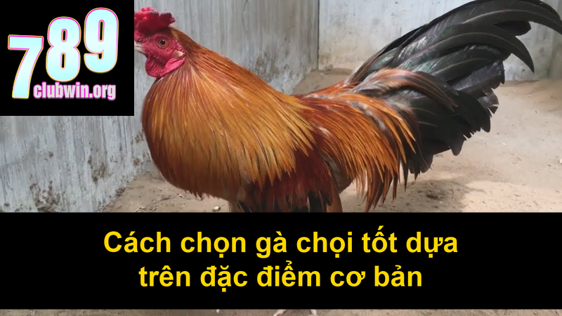 Các Giống Gà Chọi Ở Việt Nam: Đặc Điểm Và Cách Nhận Biết 4 Cách chọn gà chọi tốt dựa trên đặc điểm cơ bản