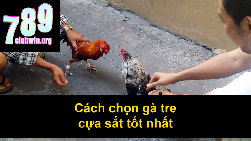 Đá Gà Tre Cựa Sắt: Bí Quyết Chọn Gà Và Cách Chơi Hiệu Quả 4 Cách chọn gà tre cựa sắt tốt nhất