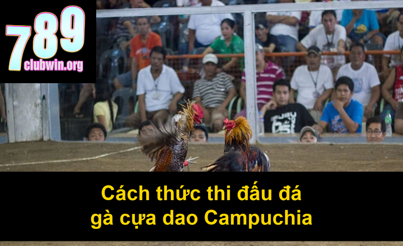 Đá Gà Campuchia Cựa Dao: Bí Quyết Chiến Thắng Từ Cao Thủ 4 Cách thức thi đấu đá gà cựa dao Campuchia