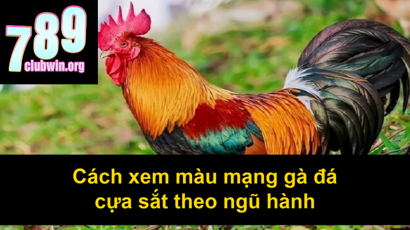 Cách Xem Màu Mạng Gà Đá Cựa Sắt Chuẩn Xác Nhất 2024 3 Cách xem màu mạng gà đá cựa sắt theo ngũ hành