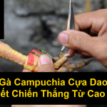 Đá Gà Campuchia Cựa Dao Bí Quyết Chiến Thắng Từ Cao Thủ