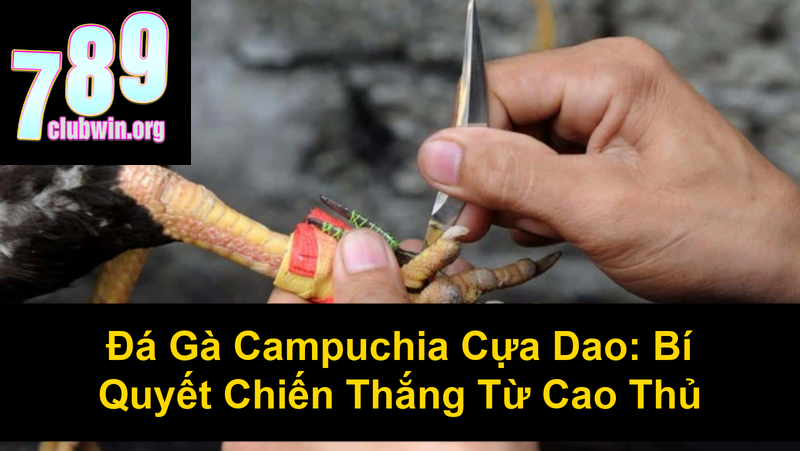 Đá Gà Campuchia Cựa Dao Bí Quyết Chiến Thắng Từ Cao Thủ