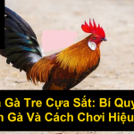 Đá Gà Tre Cựa Sắt Bí Quyết Chọn Gà Và Cách Chơi Hiệu Quả