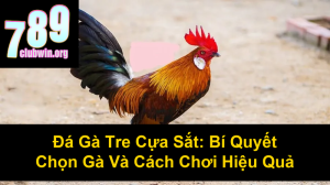Cách Xem Màu Mạng Gà Đá Cựa Sắt Chuẩn Xác Nhất 2024