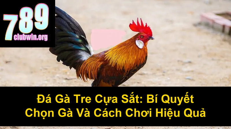 Đá Gà Tre Cựa Sắt Bí Quyết Chọn Gà Và Cách Chơi Hiệu Quả