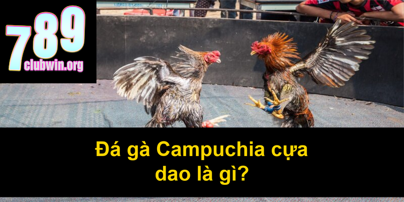 Đá Gà Campuchia Cựa Dao: Bí Quyết Chiến Thắng Từ Cao Thủ 2 Đá gà Campuchia cựa dao là gì