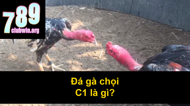 Đá Gà Chọi C1 – Thưởng Thức Trực Tiếp Đá Gà Đỉnh Cao 2 Đá gà chọi C1 là gì