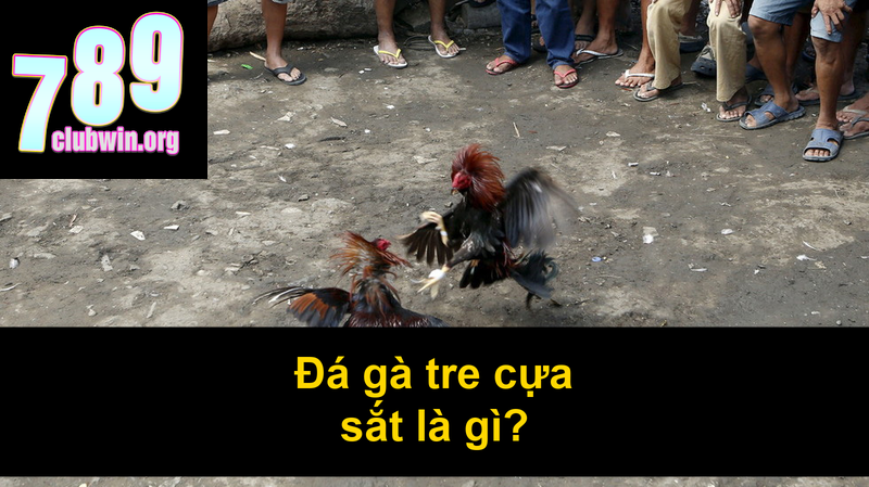 Đá Gà Tre Cựa Sắt: Bí Quyết Chọn Gà Và Cách Chơi Hiệu Quả 2 Đá gà tre cựa sắt là gì