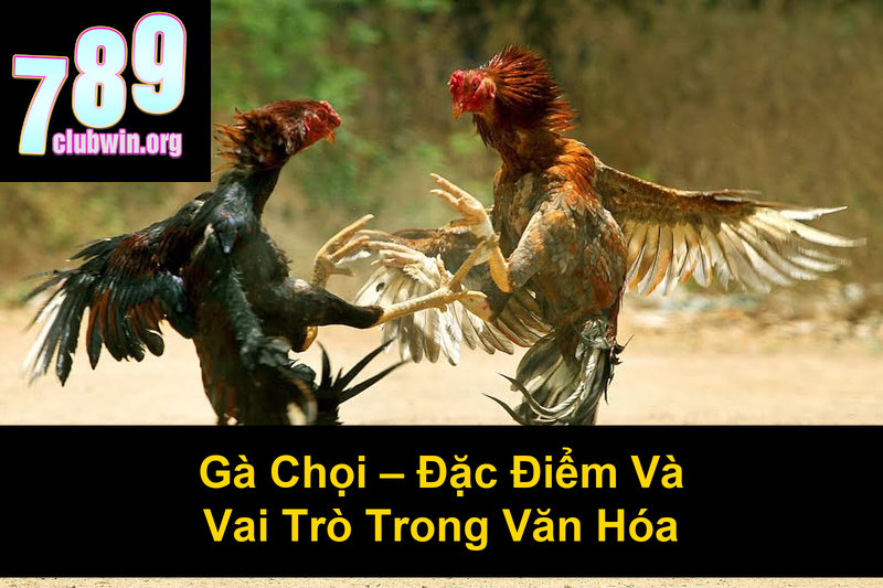 Các Giống Gà Chọi Trên Thế Giới: Khám Phá Những Chiến Kê Huyền Thoại 2 Gà Chọi Đặc Điểm Và Vai Trò Trong Văn Hóa