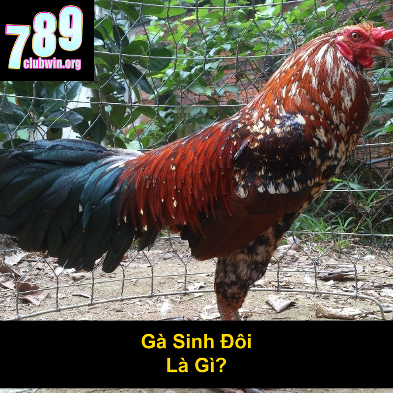 Gà Sinh Đôi Đá C3: Trận Đấu Kịch Tính Và Những Điều Cần Biết 2 Gà Sinh Đôi Là Gì