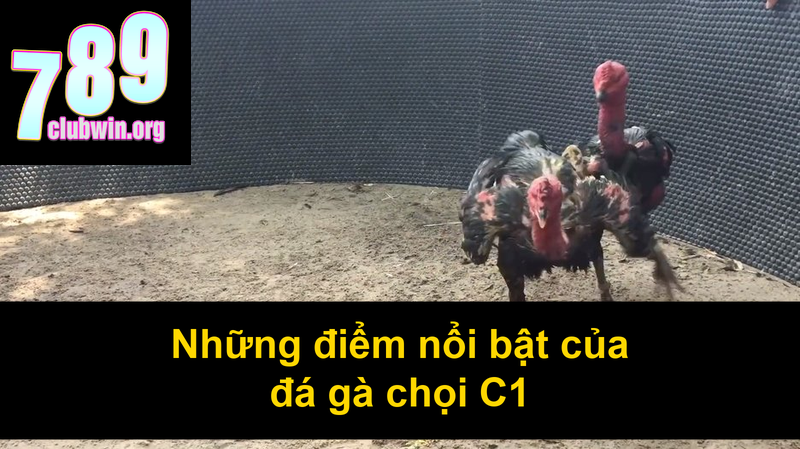 Đá Gà Chọi C1 – Thưởng Thức Trực Tiếp Đá Gà Đỉnh Cao 3 Những điểm nổi bật của đá gà chọi C1