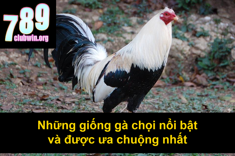 Các Giống Gà Chọi Ở Việt Nam: Đặc Điểm Và Cách Nhận Biết 3 Những giống gà chọi nổi bật và được ưa chuộng nhất