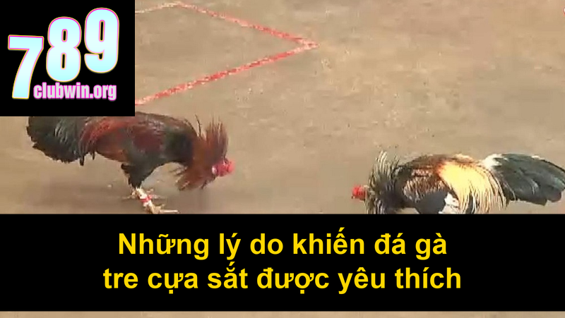 Đá Gà Tre Cựa Sắt: Bí Quyết Chọn Gà Và Cách Chơi Hiệu Quả 3 Những lý do khiến đá gà tre cựa sắt được yêu thích