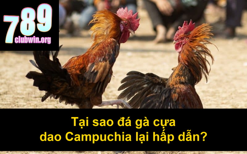 Đá Gà Campuchia Cựa Dao: Bí Quyết Chiến Thắng Từ Cao Thủ 3 Tại sao đá gà cựa dao Campuchia lại hấp dẫn