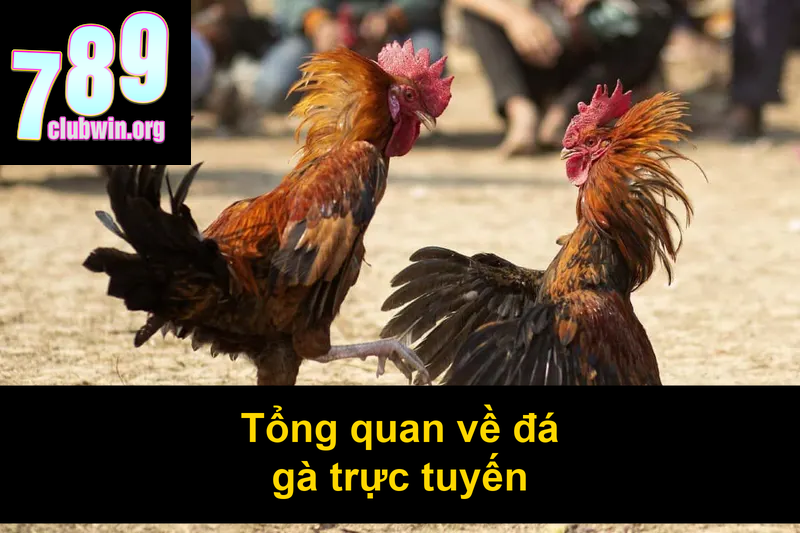 Tổng quan về đá gà trực tuyến