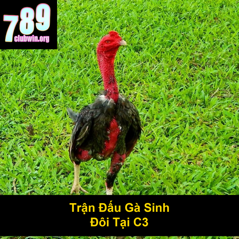 Gà Sinh Đôi Đá C3: Trận Đấu Kịch Tính Và Những Điều Cần Biết 4 Trận Đấu Gà Sinh Đôi Tại C3